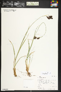 Carex chalciolepis image