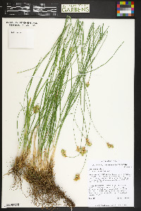 Carex wootonii image