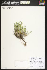 Paronychia sessiliflora image