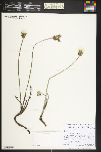 Agoseris parviflora image