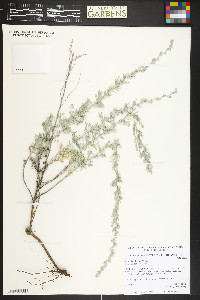 Artemisia frigida image