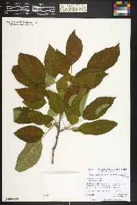 Malus pumila image