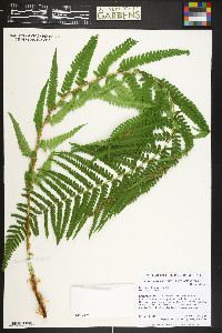 Dryopteris filix-mas image