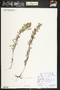 Symphyotrichum falcatum image