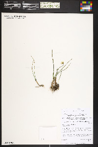 Gagea serotina image