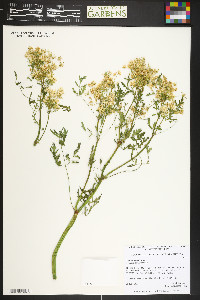 Conium maculatum image