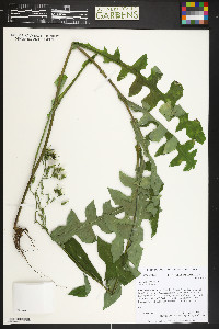 Sonchus oleraceus image