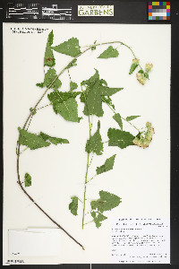 Brickellia grandiflora image