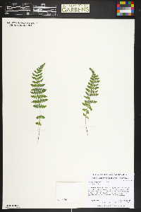 Woodsia scopulina image