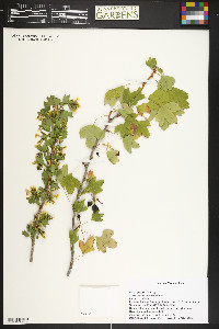 Ribes aureum var. aureum image