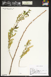 Salix amygdaloides image