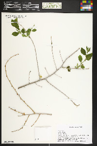 Ulmus pumila image