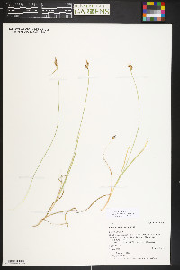 Carex livida image