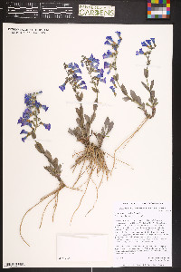 Penstemon versicolor image
