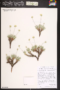 Eriogonum lachnogynum image