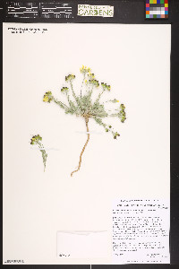 Physaria ovalifolia image