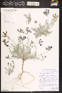 Astragalus missouriensis image