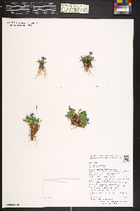 Primula angustifolia image