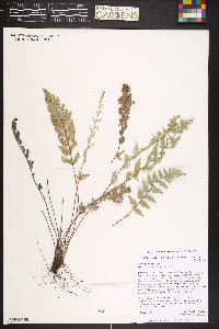 Myriopteris rufa image