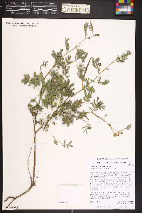 Desmanthus cooleyi image