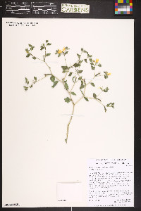 Mentzelia oligosperma image