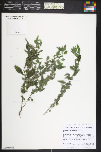 Parietaria pensylvanica image