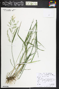 Cinna latifolia image