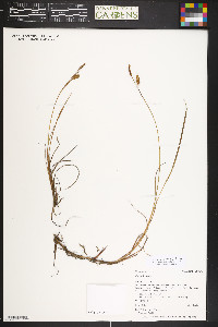 Carex limosa image