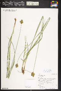 Carex egglestonii image