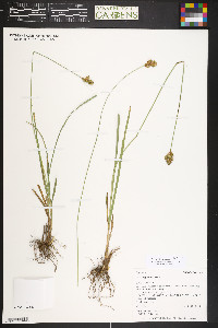 Carex egglestonii image