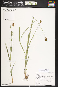 Carex egglestonii image