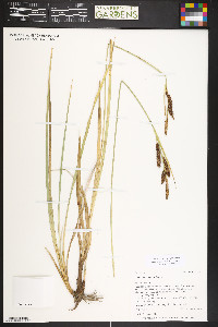 Carex nebrascensis image