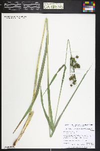 Scirpus hattorianus image