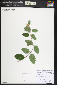 Lonicera morrowii image