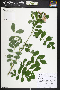 Rosa woodsii image