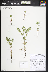 Potentilla rivalis image