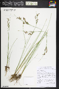 Juncus compressus image