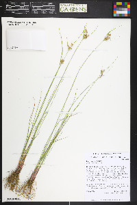 Juncus interior image