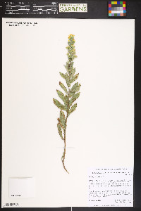 Solidago wrightii image