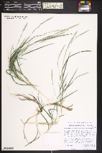 Muhlenbergia racemosa image