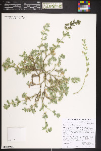 Kallstroemia parviflora image