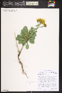 Grindelia subalpina image