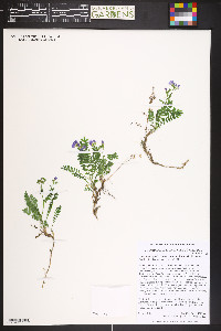 Polemonium pulcherrimum subsp. delicatum image