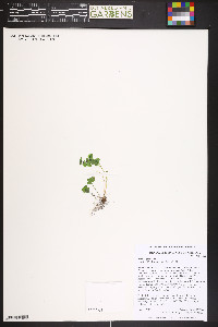 Saxifraga cernua image