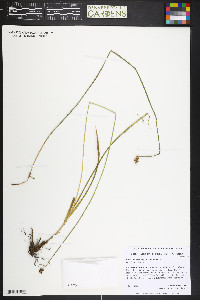 Carex pachystachya image