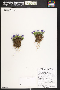 Primula angustifolia image