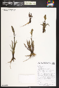 Pedicularis parryi image