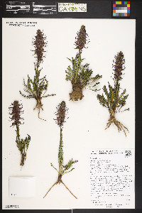 Pedicularis groenlandica image