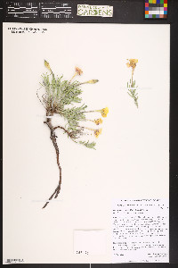 Calylophus lavandulifolius image