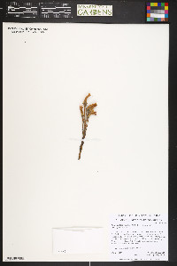 Orobanche fasciculata image